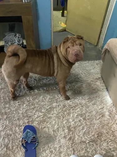 Animais de estimação