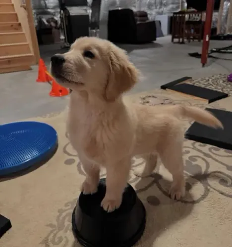 Filhote Golden Retriever, Dê um lar para um filhote e ganhe um amigo fiel para sempre!