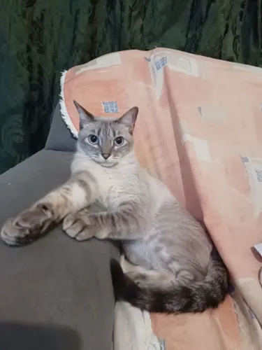Doação de gato castrado
