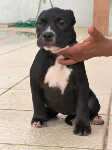 American Bully Pocket Cor: Black