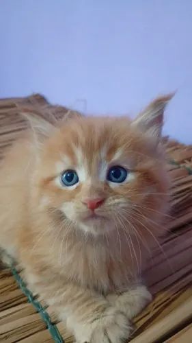 Filhote de Maine coon
