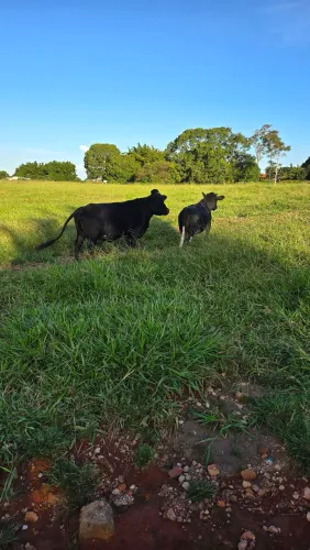 Mini vaca prenhe/ duas