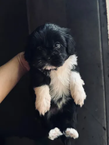 Filhote shih tzu