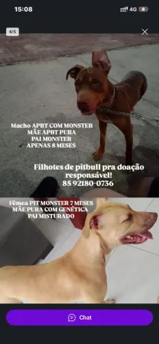 Filhote de pit monster 7 meses doação 