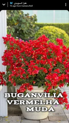 Mudas de plantas com flores jasmim café buganvília vermelha e branca 