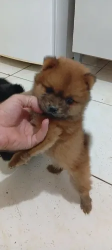 Chowchow fêmea 46 dias já com a 1° vacina importada