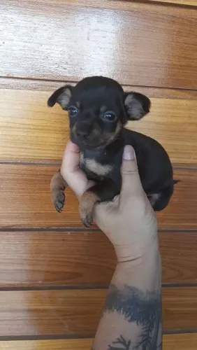 Pinscher machos $600.zap *30