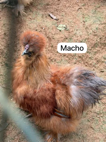 Galos sedosa do Japão