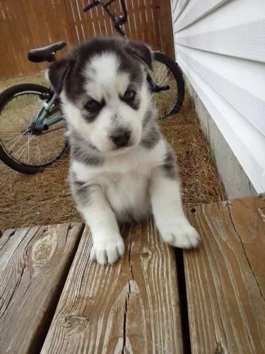 Filhotes de Husky Siberiano | Fofura que não tem comparação.