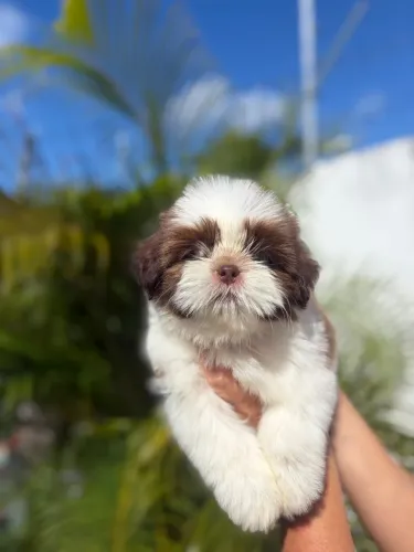 Shih tzu MACHO olhos azuis