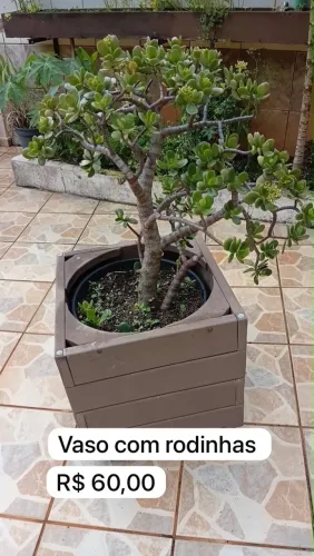 Vaso com rodinhas e Planta