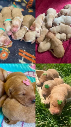 Filhote de Golden Retriever