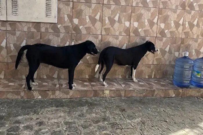 Cadelas castradas para adoção