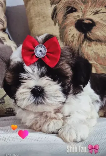 SHIH TZU FEMEA