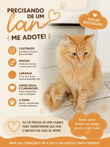 Doação de gato