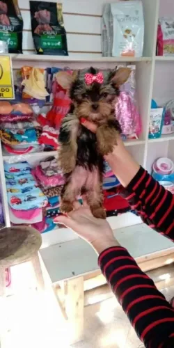 Yorkshire Terrier,Yorkshire Terrier Filhote Top Padrão da Raça