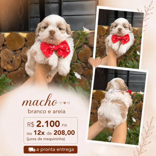Shihtzu 