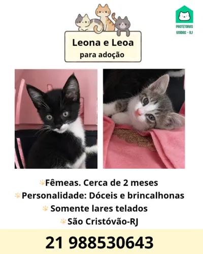 Gatas para adoção