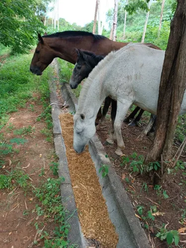 Vendo éguas e potro