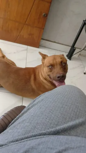 Procura-se uma namorada