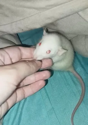 Rato twister macho filhote