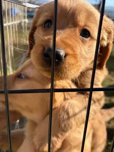 Filhotes de Golden retriever | Amor que transforma.