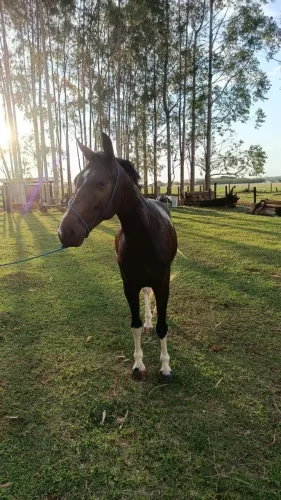 Cavalo manga largar 