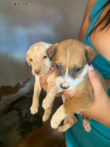 Filhotes de cachorro ( doação de urgência).