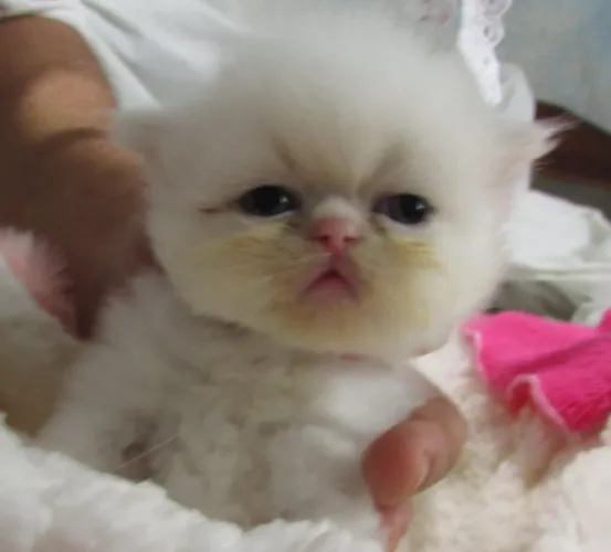 Gato persa
