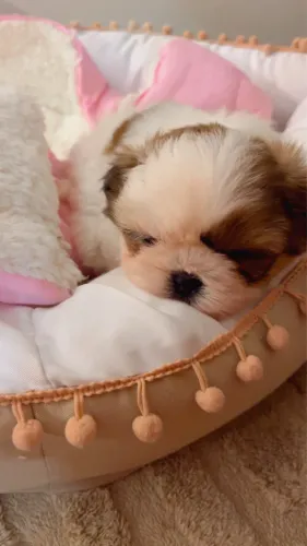 Fêmea shih tzu disponível 
