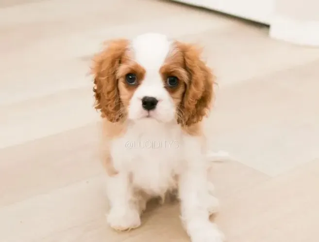 Cavalier King Seguranca na Compra - Com Contrato de Compra e Venda
