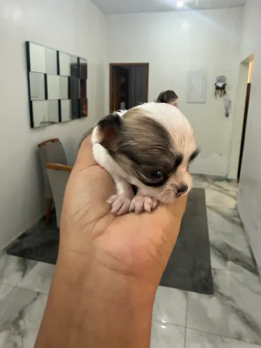 Animais de estimação 