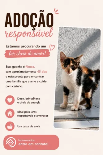 Adoção responsável gata/ castração garantida 