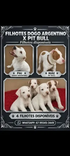 Pit Bull x dogo argentino 