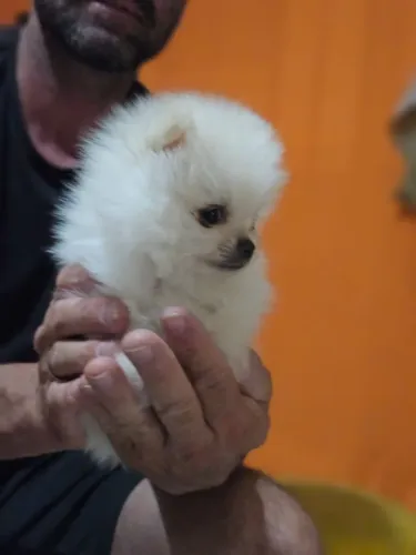 Spitz Alemão anão micro