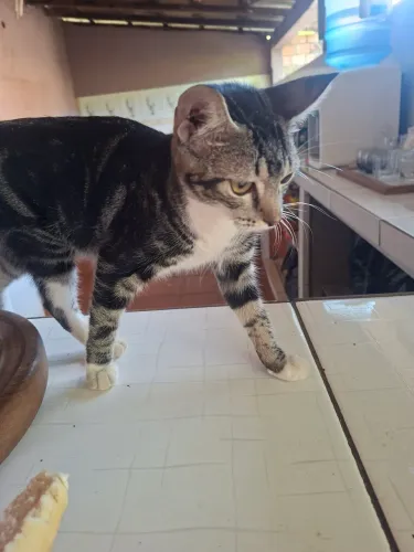 Gato 