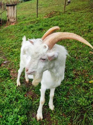 Bode cabrito reprodutor Saanen puro alta genética leiteira