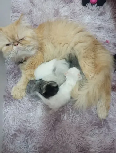 Gatos persas