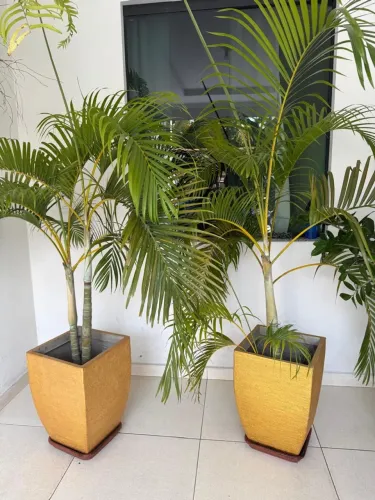 Vendo plantas