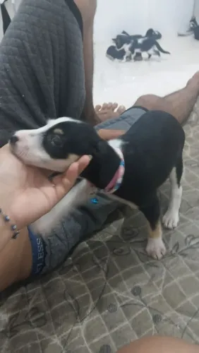 Doa-se cachorrinha