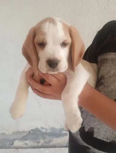 Vendo filhote de beagle 