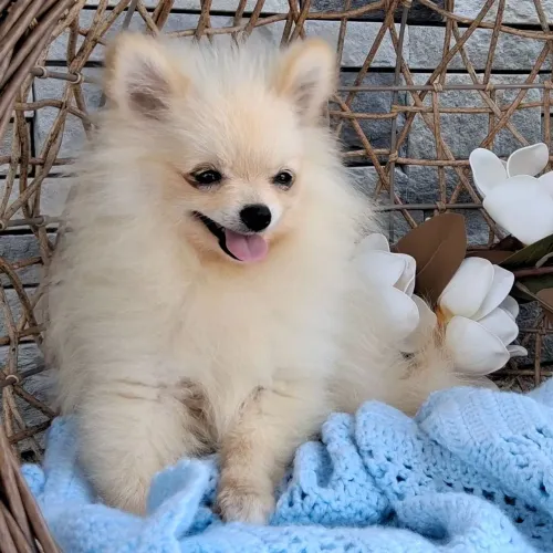 Lulu Da Pomerania: A pronta entrega