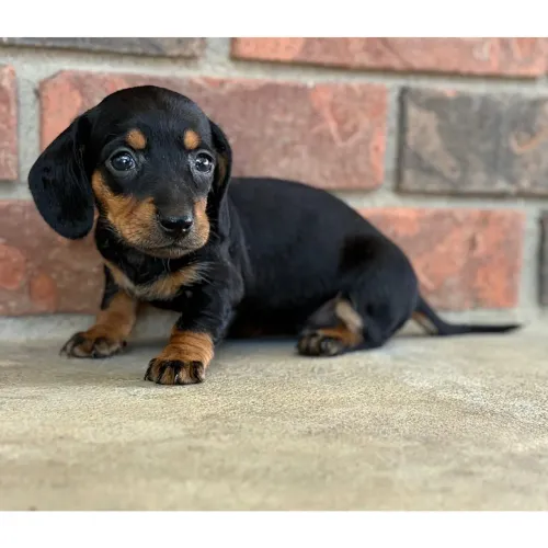 Dachshund: O amigo das crianças