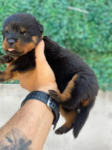 Rottweiler Filhotes com Pedigree