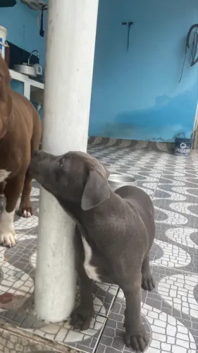 Fêmea de PIT BULL