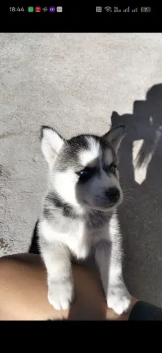 Filhotes de husky siberiano