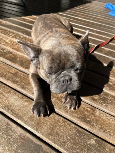 Venda de cachorro 