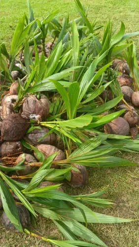 Muda de coco verde . 