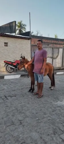 Cavalo pônei