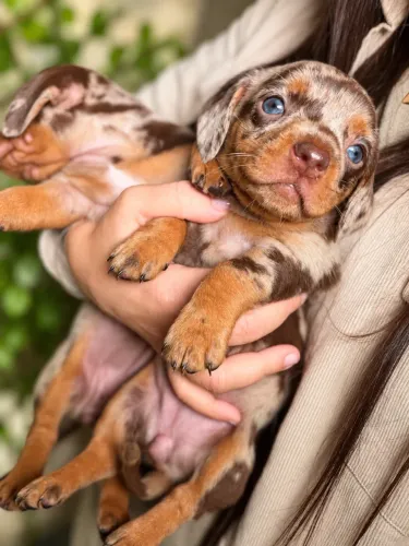 LINGUICINHA DACHSHUND ARLEQUIM CHOCOLATE